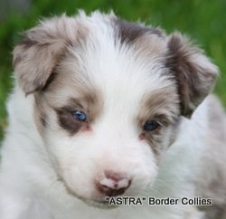 slate merle Male, may develop tan, medium to rough coat, border collie puppy